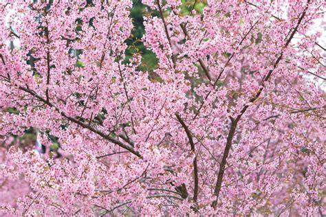 櫻花樹 種植